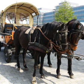 Kutschfahrt mit dem Planwagen